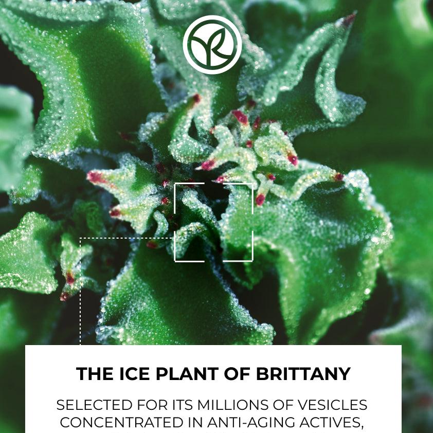 Lift Pro Collagene - Anti-Wrinkle Plumping Day Cream