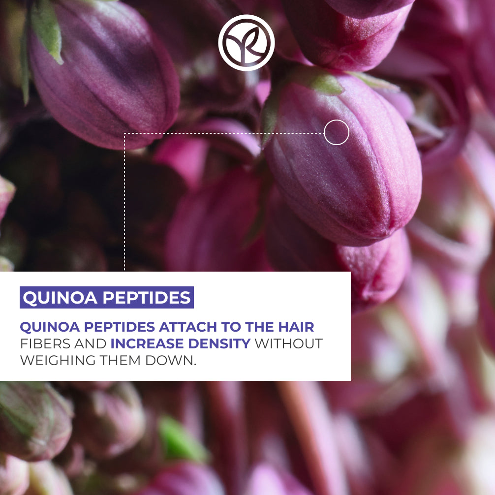 Volume Plumping Conditioner