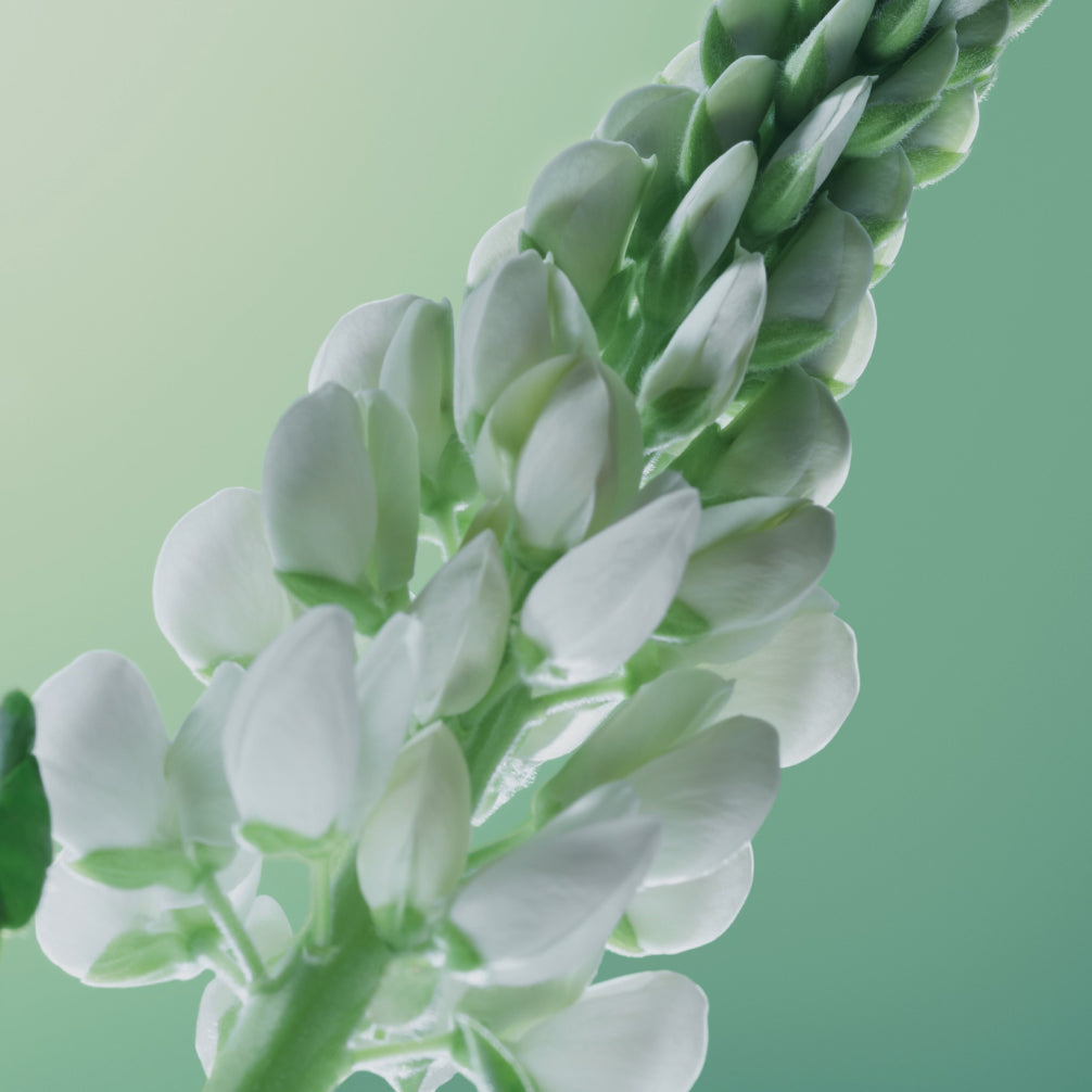 Fortifying Shampoo - Density