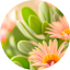 Edulis
