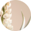 Agave and White Lupin
