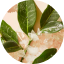 Boreal Tea & Salicylic acid