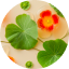 Nasturtium & Tetraselmis Micro-Algae