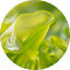 Organic Algae From Brittany