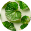 Centella Asiatica