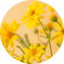 Arnica