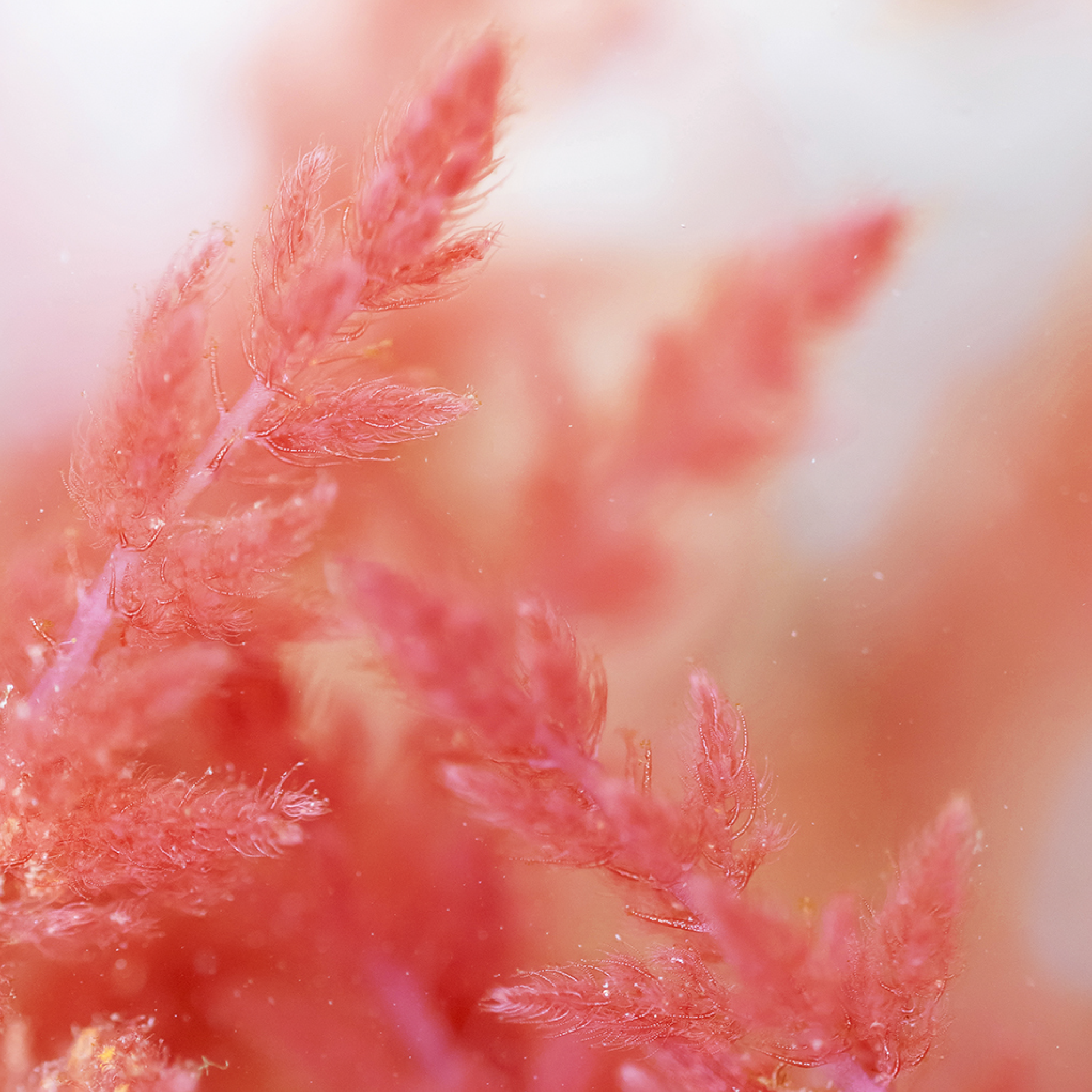 Purity Detoxifying Shampoo