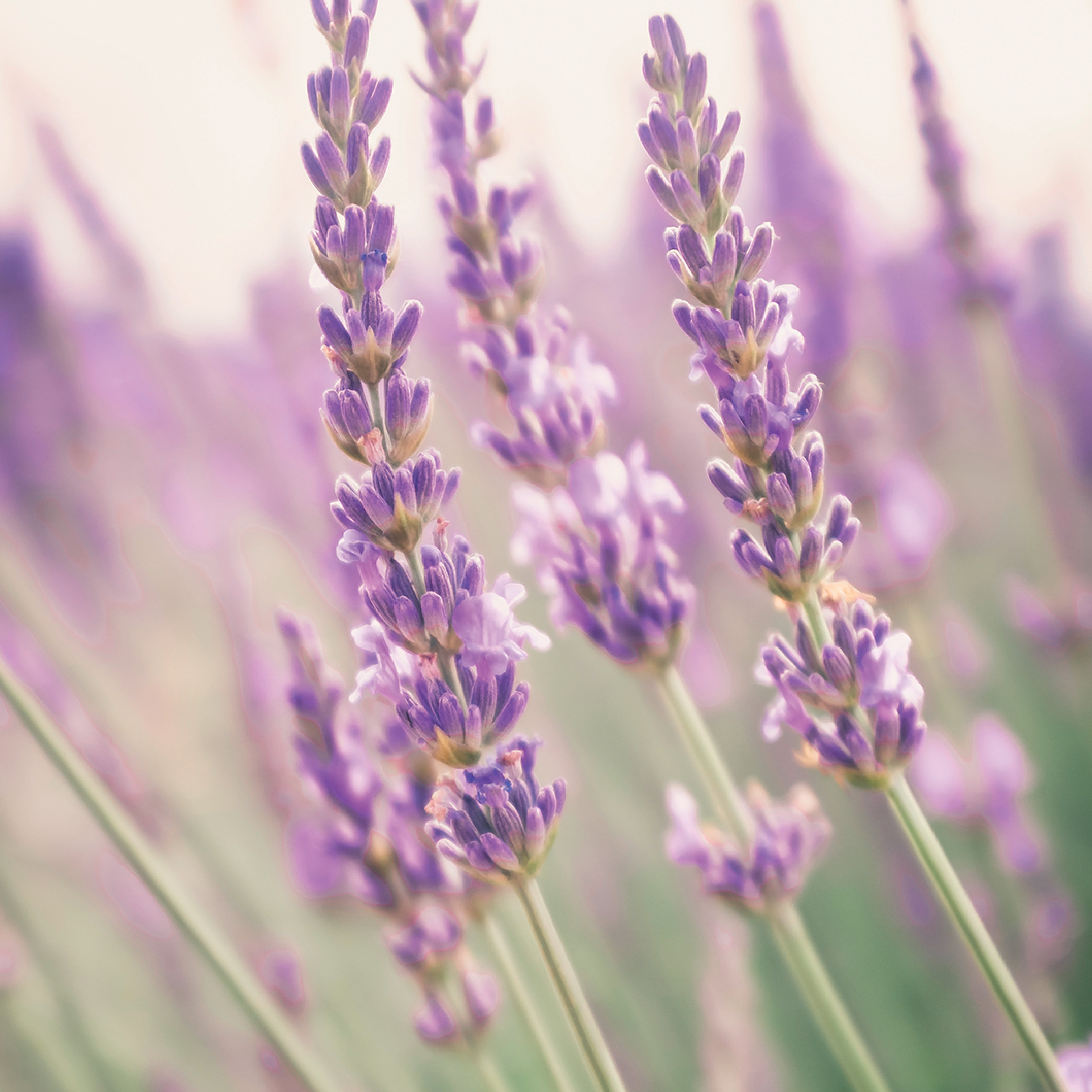 Tranquility Gift Set