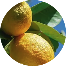 Mandarin, Lemon, Breton Cypress