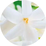 Roman Chamomile, Neroli, Musk