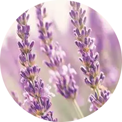 Lavender, Cedar, Sandalwood Amyris